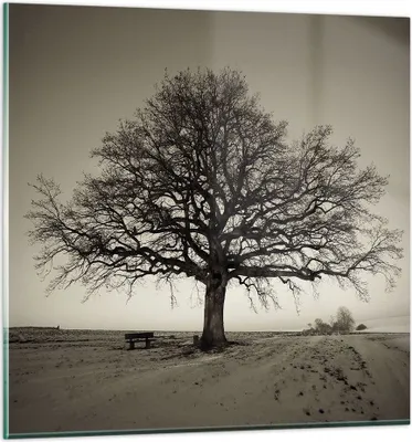Produktbild von Bilder auf glas - Einteilig - Baum Schnee Sepia - 70x70cm - Glasbilder - Wandbilder - Bilder - zum Aufhängen bereit - Wanddekoration aus Glas - Glas Bilder - Wandbild auf Glas - GAC70x70-4161