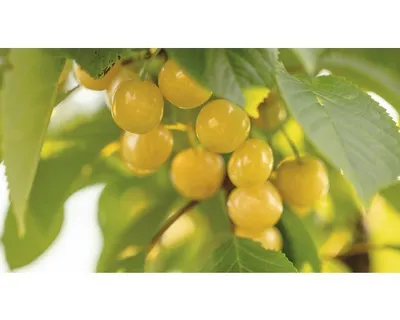 Obrázek produktu pro Třešeň žlutá chrupkaFloraSelfPrunus avium 'Dönissenova' výška 120-150 cm květináč 7,5 l