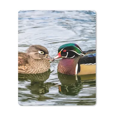 Produktbild von MuchoWow® Mauspad Mousepad Ente - Vögel - Wasser - Federn - Tiere 30x40 cm - Mousepads - Maus Mat - Pad - Mausunterlage - Mausmatten