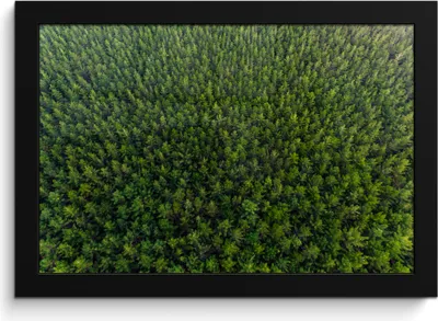 Produktbild von MuchoWow® MuchoWow® Gerahmtes Poster Wald - Neuseeland - Natur 30x20 cm - Poster mit zchwarzem Bilderrahmen - Kunstdruck - Bild-Poster
