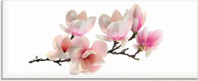 Produktbild von S_Photo: Magnolie - Glasbild, Größe:50x125 cm / Glasbild