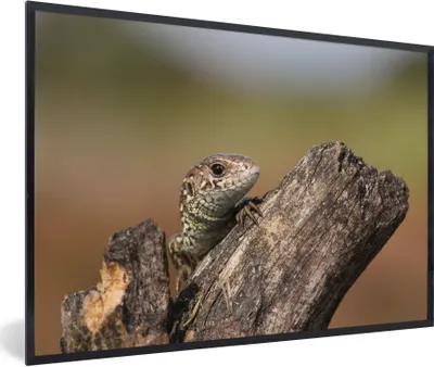 Produktbild von MuchoWow® Gerahmtes Poster Ein Eidechsenbaby 90x60 cm - Poster mit Schwarzem Bilderrahmen Wandposter Rahmen Foto Bilder - Fotorahmen - Foto-Plakat