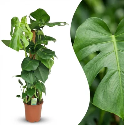 Produktbild von Green boutiQ - Zimmerpflanze - Fensterblatt - Monstera Deliciosa Moosstab - Grün - Pflegeleicht - 1 Pflanze - Topf 19cm - Höhe 90cm