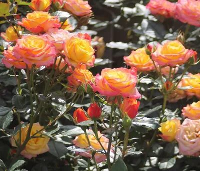 Produktbild von Dehner Zwergrose Tropical Clementine®, Züchter Tantau, zweifarbige gefüllte Blüten, duftend, strauchförmiger Wuchs, 15-30 cm, Topfware