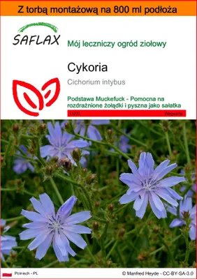 Zdjęcie produktu dla SAFLAX - Garden in the bag - Cykoria - 250 Nasiona - Z podłożem uprawowym w praktycznej, samorozkładającej się torbie - Cichorium intybus