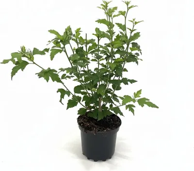 Produktbild von Hibiscus syriacus 'Woodbridge', Roseneibisch, rosa Blüten, 40–60 cm