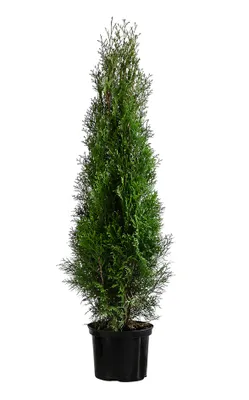 Produktbild von Dehner Thuja Smaragd, für 6 Meter Hecke, ca. 140-160 cm, 12 x 23 l Topf, Heckenpflanze