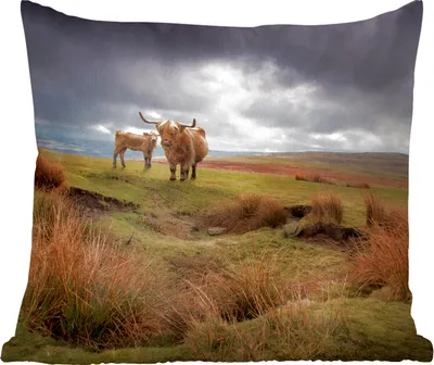 Produktbild von MuchoWow® Zierkissen Sofakissen Wohnzimmer Dekokissen 50x50 cm Schottische Hochlandrind - Schottische Kuh - Landschaft - Komfort - Sofakissen