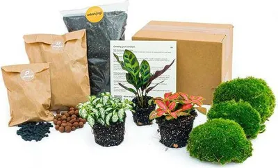 Produktbild von Flaschengarten Set Calathea Lancifolia DIY Terrarium Starter Kit mit Zubehör