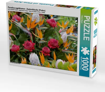 Produktbild von Calvendo Paradiesvogelblumen - Zuckerbüsche (Protea) 1000 Teile Puzzle quer 640x480mm, Meyer Dieter; 7304884