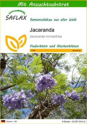 Produktbild von SAFLAX - Jacaranda - Jacaranda mimosifolia - 50 Samen - Mit keimfreiem Anzuchtsubstrat