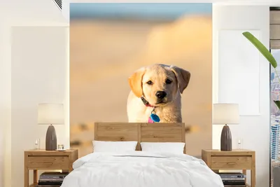 Produktbild von MuchoWow® Fototapete für Wohnzimmer oder Schlafzimmer Wandtapete Vinyl Motivtapete Labrador-Welpe am Strand - 190x260 cm - Papiertapete