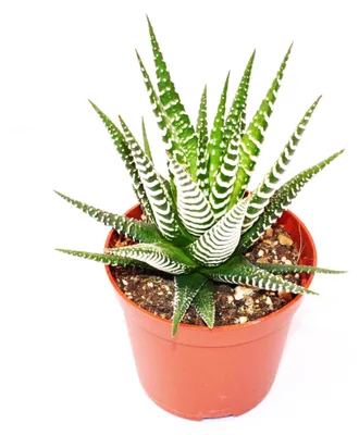 Obrázek produktu pro Haworthia fasciata „Big Band“ – malá rostlina v květináči o průměru 5,5 cm