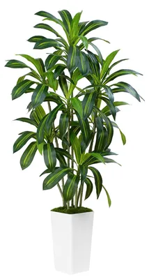 Produktbild von Künstliche Dracaena-Pflanze, 180 cm hoch, große künstliche Pflanze mit Topf und Übertopf, weiß, realistische künstliche Pflanze für den Innenbereich, Zuhause, Wohnzimmer, Schlafzimmer, Büro, Garten (1 Stück)