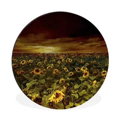 Produktbild von MuchoWow® Aluminium Wandkreis Sonnenblumen zwischen dunklen Wolken Ø 60 cm Wanddeko Modern Wohnzimmer - Wand Kreis - Wandbild - Schlafzimmer - Aluminium Bild - Kinderzimmer - Wohnzimmer Dekoration - Wandschmuck