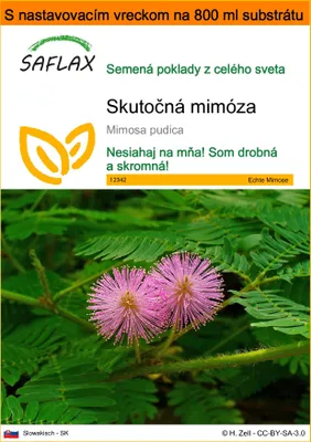 Obrázok produktu pre SAFLAX Garden in the bag - Skutočná mimóza - Mimosa pudica - 70 Semená - S pestovateľským substrátom v praktickom samostaviteľnom vrecku