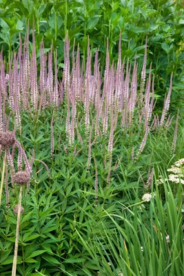 Produktbild von Veronicastrum virginicum 'Roseum', rosa, ca. 9x9 cm Topf