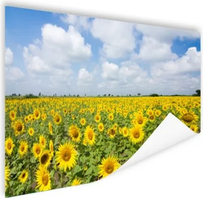 Produktbild von MuchoWow® Poster Sonnenblumen - Blumen - Wolken - Natur - Gelb - Landschaft 180x120 cm - Fotoplakat