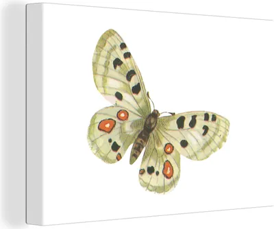 Produktbild von OneMillionCanvasses® - Leinwandbilder - 140x90 cm, Schmetterling - Insekt - Kleiner Apollofalter, Wandbilder Kunstdruck Wanddekoration
