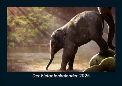 Produktbild von Der Elefantenkalender 2025 Fotokalender DIN A5