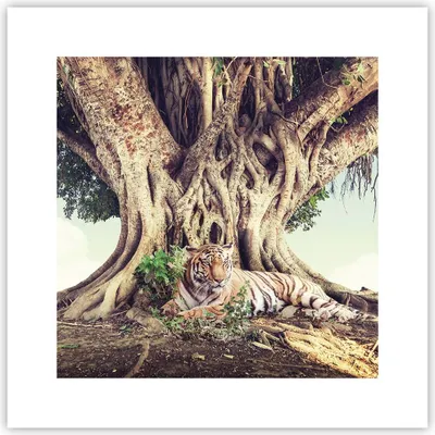 Produktbild von Poster - Poster ohne Rahmen - Tiger Wild Baum - 30x30 cm - Wand Bild - Wanddeko - Wandbilder - Kunstposter - Wandposter - Bilder - Kunstdruck - Wanddekoration - Wandbild - P2XAC30x30-5124
