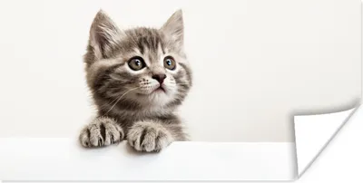 Produktbild von MuchoWow® Poster Katze - Grau - Tiere 40x20 cm - Poster für die Wand - Poster Schlafzimmer