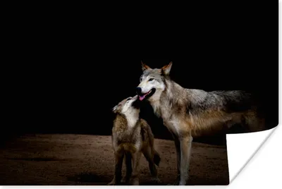 Produktbild von MuchoWow® Poster Mutterwolf mit Welpe 180x120 cm - Fotoplakat