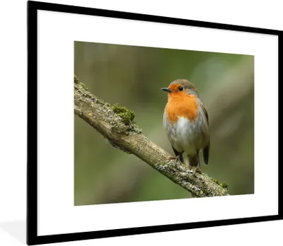 Produktbild von MuchoWow® Gerahmtes Poster Vogel - Rotkehlchen - Zweig - Pflanzen 80x60 cm - Poster mit Schwarzem Bilderrahmen Wandposter Rahmen Foto Bilder - Schlafzimmer-Dekorationen - Fotoposter