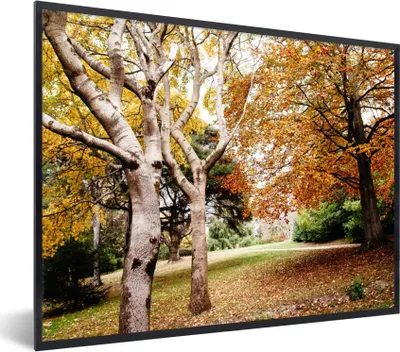 Produktbild von MuchoWow® Gerahmtes Poster Herbst - Bäume - Laub - Natur 80x60 cm - Poster mit Schwarzem Bilderrahmen Wandposter Rahmen Foto Bilder - Schwarzem - Mit Gestell
