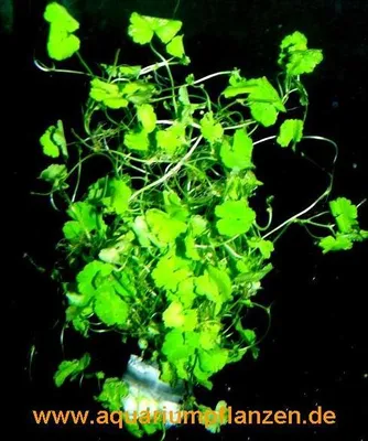 Produktbild von 1 Bund Hydrocotyle sibthorpioides, Wassernabel