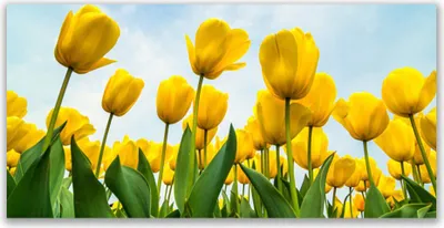 Produktbild von Tulup Leinwand-Bilder 140x70 Wandbild Canvas Kunstdruck Tulpen Pflanzen