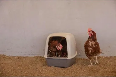 Immagine prodotto di Cassetta di nidificazione per galline - KERBL - 52 x 39 x 39 cm