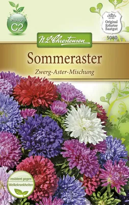 Produktbild von Sommeraster Zwerg - Aster | Asternsamen von N.L. Chrestensen