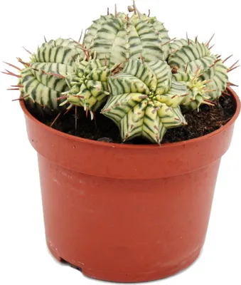 Obrázok produktu pre Euphorbia meloformis variegata - pestrofarebná ostrica - 10,5cm kvetinác - Fancy succulent