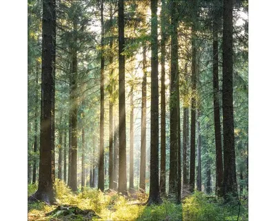 Produktbild von Giclée Leinwandbild Wonderfull forest III 80x80 cm