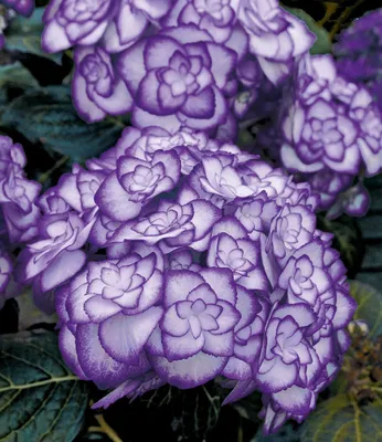 A close-up of a cluster of purple and white hydrangeas.