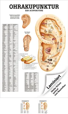 Produktbild von Ohrakupunktur Mini-Poster Anatomie 34x24 cm medizinische Lehrmittel