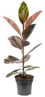 Produktbild von Gummibaum - pflegeleichte Zimmerpflanze, Ficus elastica 'Belize' - Höhe ca. 70 cm, Topf-Ø 17 cm