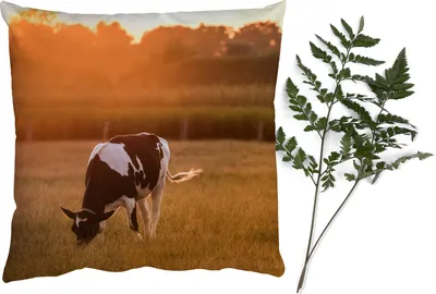 Produktbild von MuchoWow® Zierkissen Sofakissen Wohnzimmer Dekokissen 50x50 cm Kuh - Sonne - Tiere - Komfort - Sofakissen