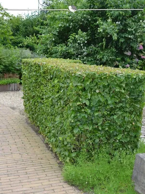 Produktbild von Hainbuche Carpinus betulus 60-80 cm Wurzelnackt, 175x Heckenpflanze