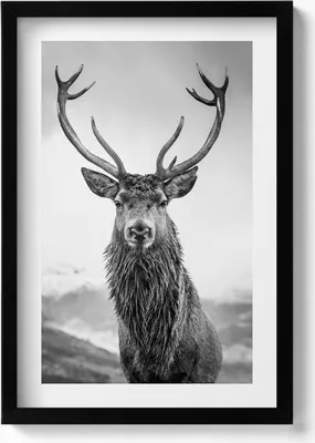 Produktbild von Schwarz-weißes Hirschtier– Wandbild mit Rahmen – Gerahmtes Bild  – Wanddekoration – 40x60 cm –  Schwarz