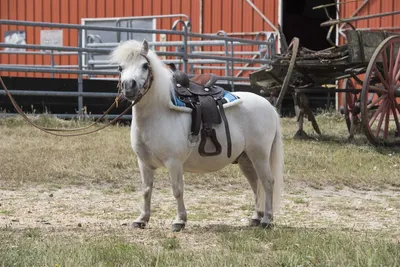 Produktbild von Shetty Navajo Westernpad Pony Rot/schwarz/weiß