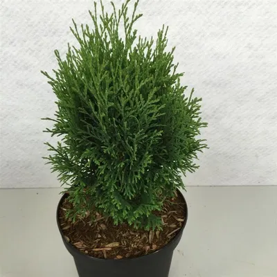 Image de Thuja occ. « Miky » - Arbre de vie occidental | 25-30 cm en pot