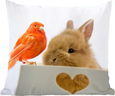 Produktbild von MuchoWow® Zierkissen Sofakissen Wohnzimmer Dekokissen 40x40 cm Tiere - Kaninchen - Vogel - Foto Kissen - Schlafzimmer Dekoration