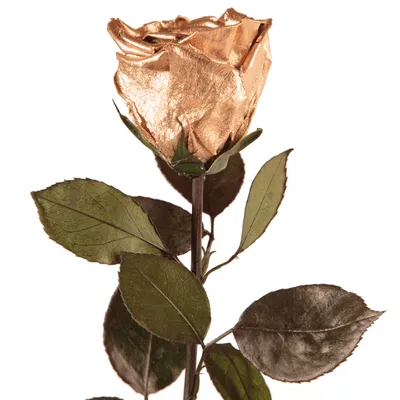Immagine prodotto di Rosemarie Schulz, rosa eterna conservata, oro, 45–50 cm