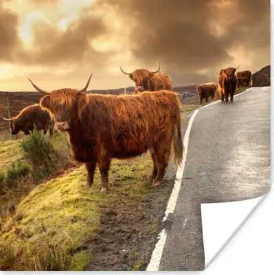 Produktbild von MuchoWow® Poster Schottische Highlanders - Himmel - Straße 100x100 cm - Babyzimmer