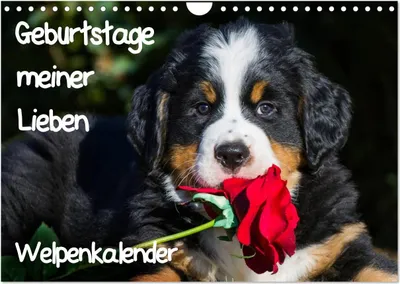 Produktbild von Geburtstage meiner Lieben - Welpenkalender (Wandkalender 2025 DIN A4 quer), CALVENDO Monatskalender