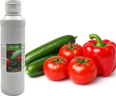 Produktbild von Algae - Pflanzenhilfsmittel aus Meeresalgen 250ml I Fördert Wurzelwachstum und Fruchtbildung I Steigert die Fruchtqualität