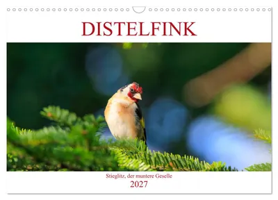 Produktbild von Distelfink (Wandkalender 2027 DIN A3 quer), CALVENDO Monatskalender