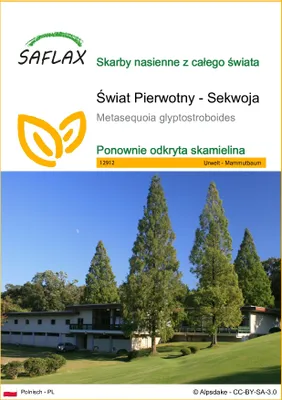 Zdjęcie produktu dla SAFLAX - Świat Pierwotny - Sekwoja - 60 Nasiona - Metasequoia glyptostroboides